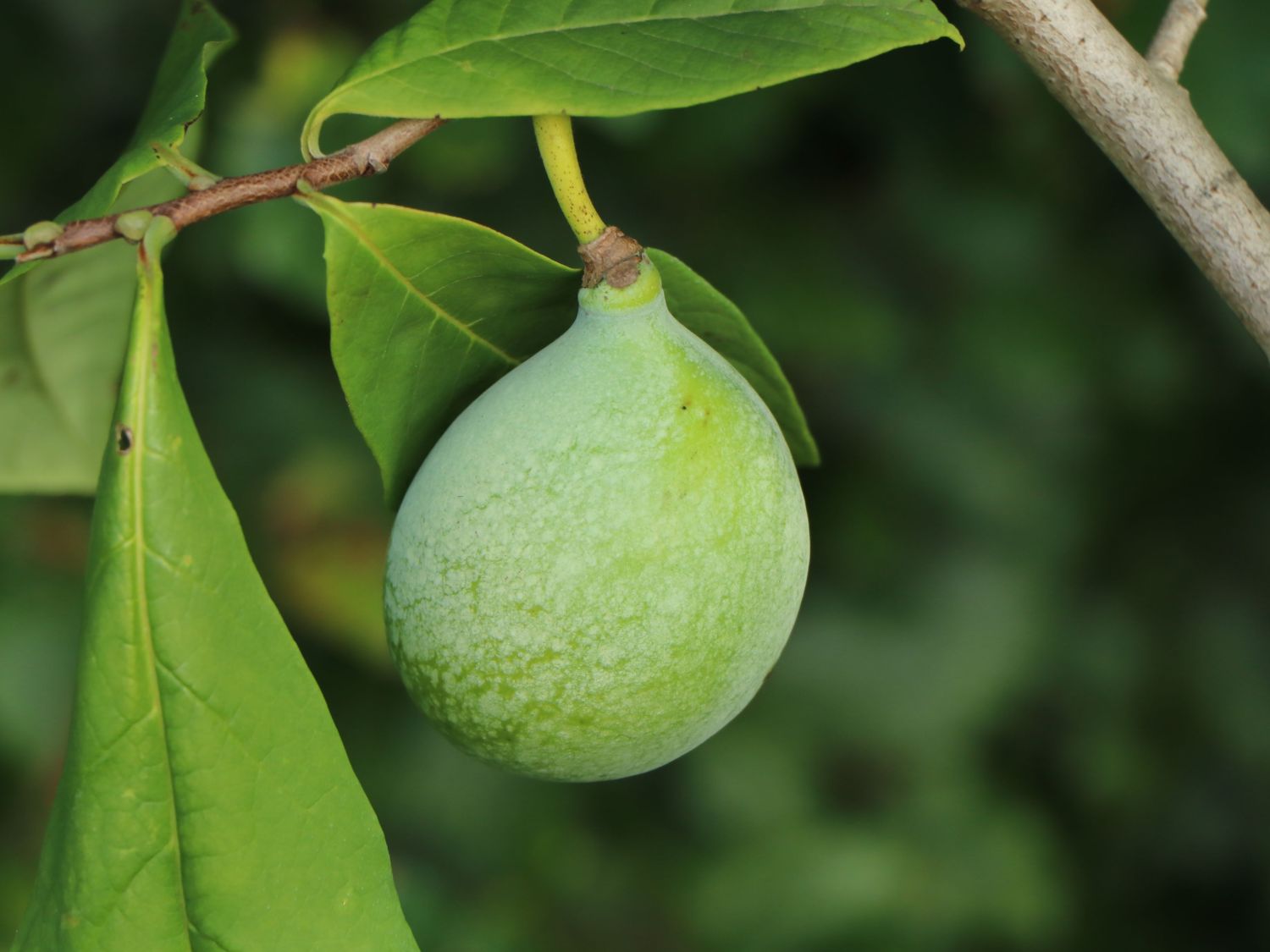 Dreilappige Papau / Indianerbanane Peterson Pawpaws ® 'Wabash' ® - Asimina triloba Peterson Pawpaws ® 'Wabash' ®