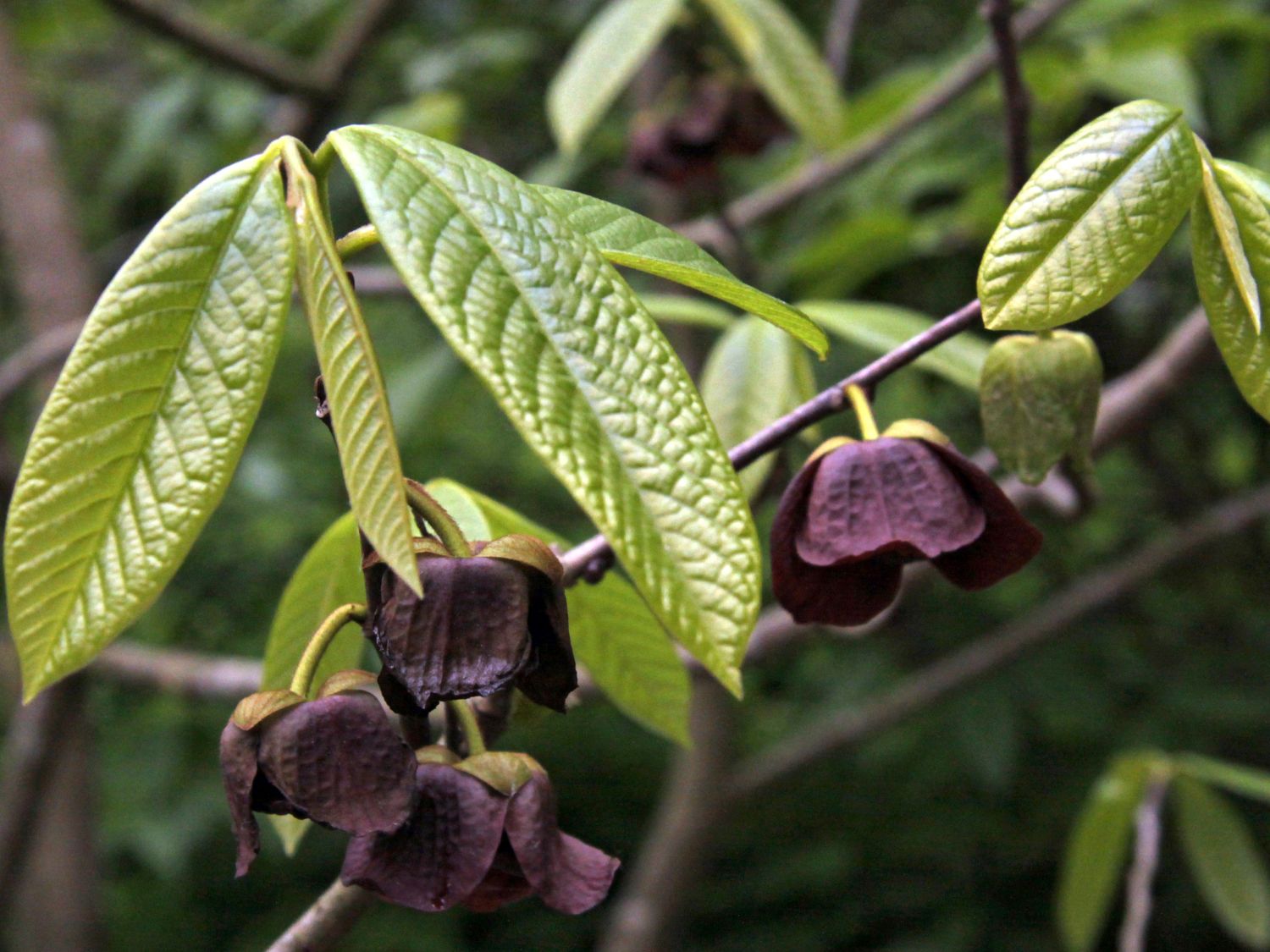 Annonengewächse (Annonaceae)