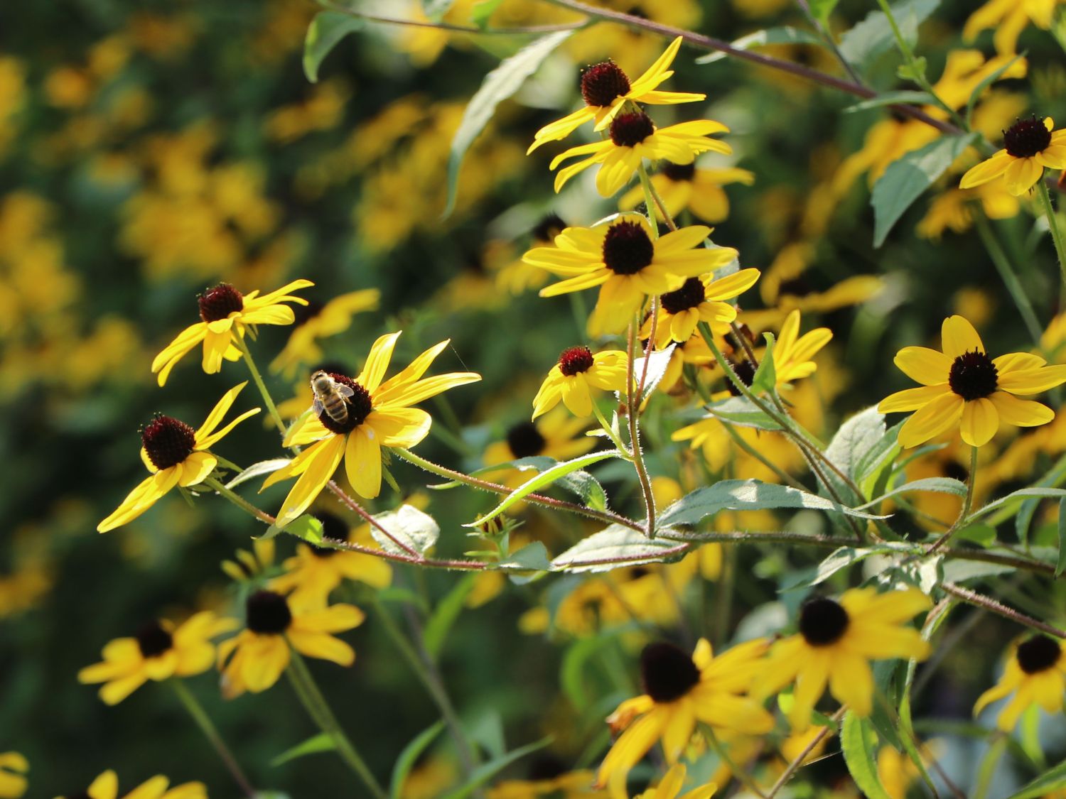 Dreilappiger Sonnenhut