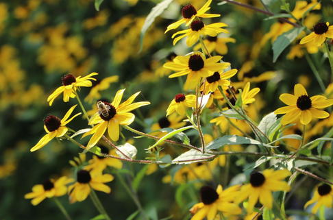 Dreilappiger Sonnenhut - Rudbeckia triloba