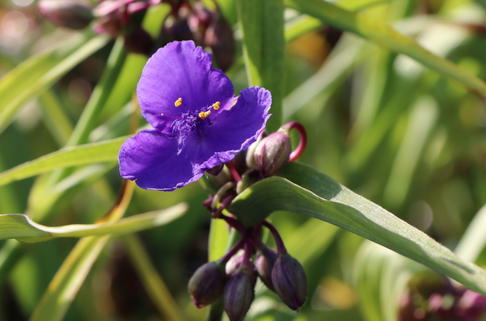 Dreimasterblume 'Blue Stone' - Tradescantia x andersoniana 'Blue Stone'