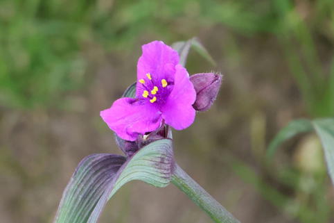 Dreimasterblume JS ® 'Brainstorm' - Tradescantia x andersoniana JS ® 'Brainstorm'