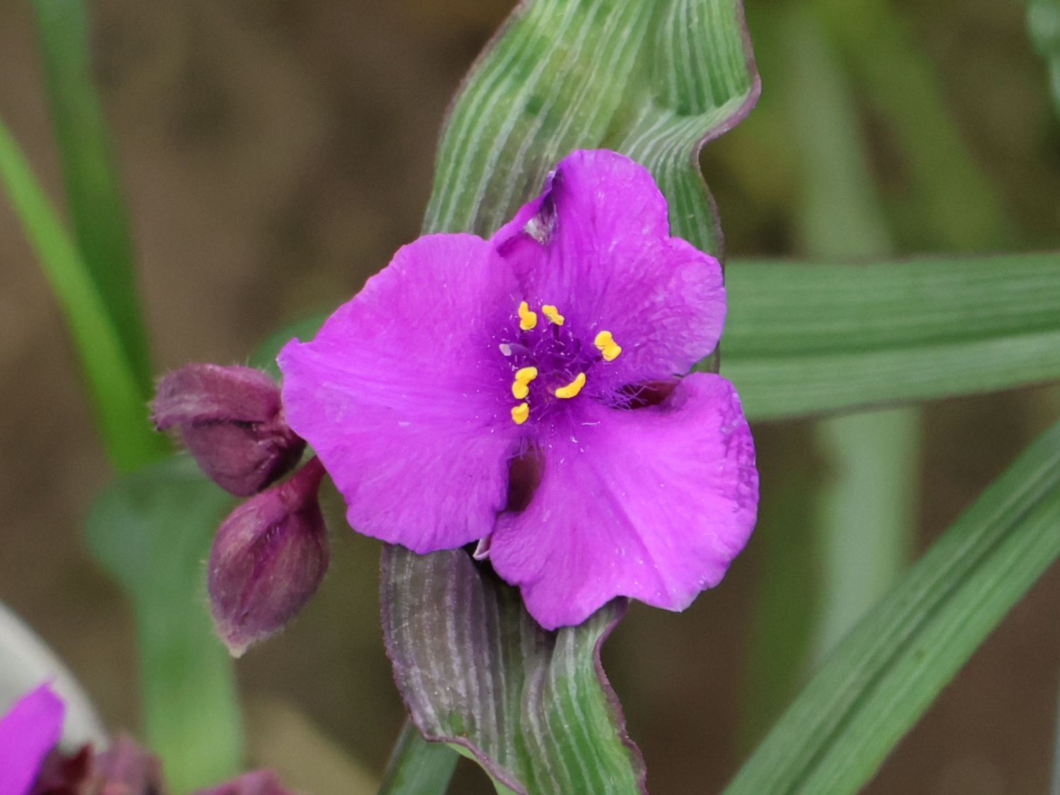 Dreimasterblume JS ® 'Brainstorm' - Tradescantia x andersoniana JS ® 'Brainstorm'
