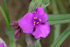 Dreimasterblume JS ® 'Brainstorm' - Tradescantia x andersoniana JS ® 'Brainstorm'