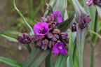 Dreimasterblume JS ® 'Brainstorm' - Tradescantia x andersoniana JS ® 'Brainstorm'