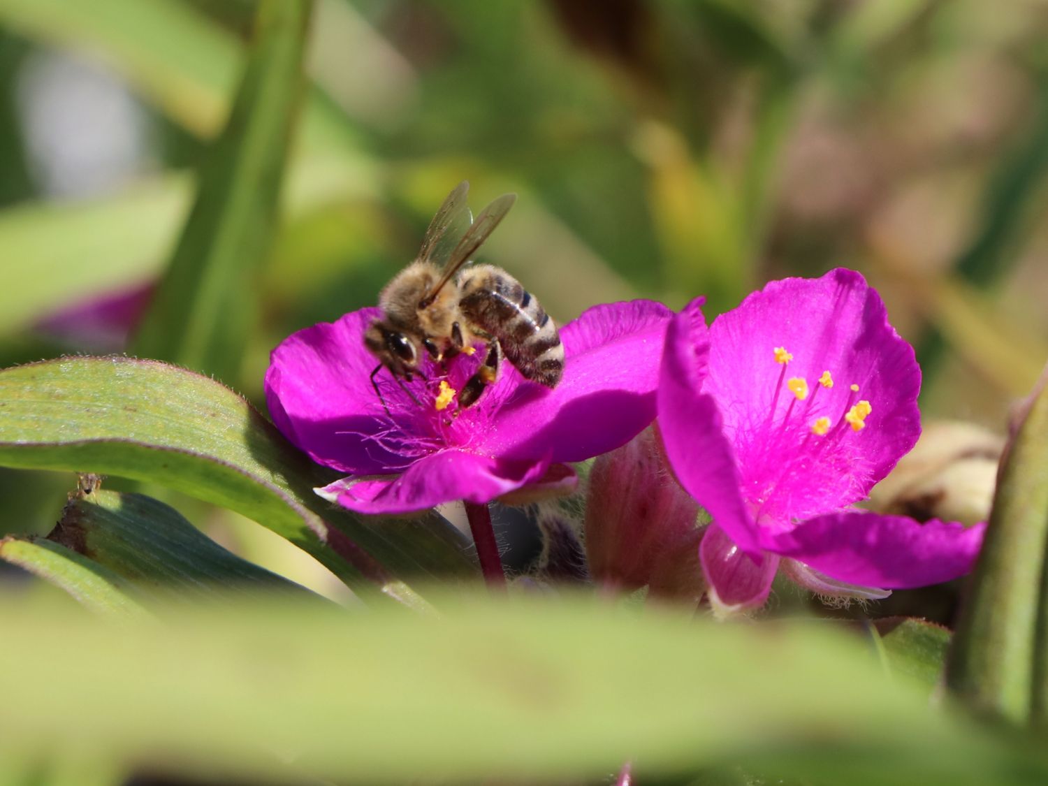Dreimasterblume 'Karin'