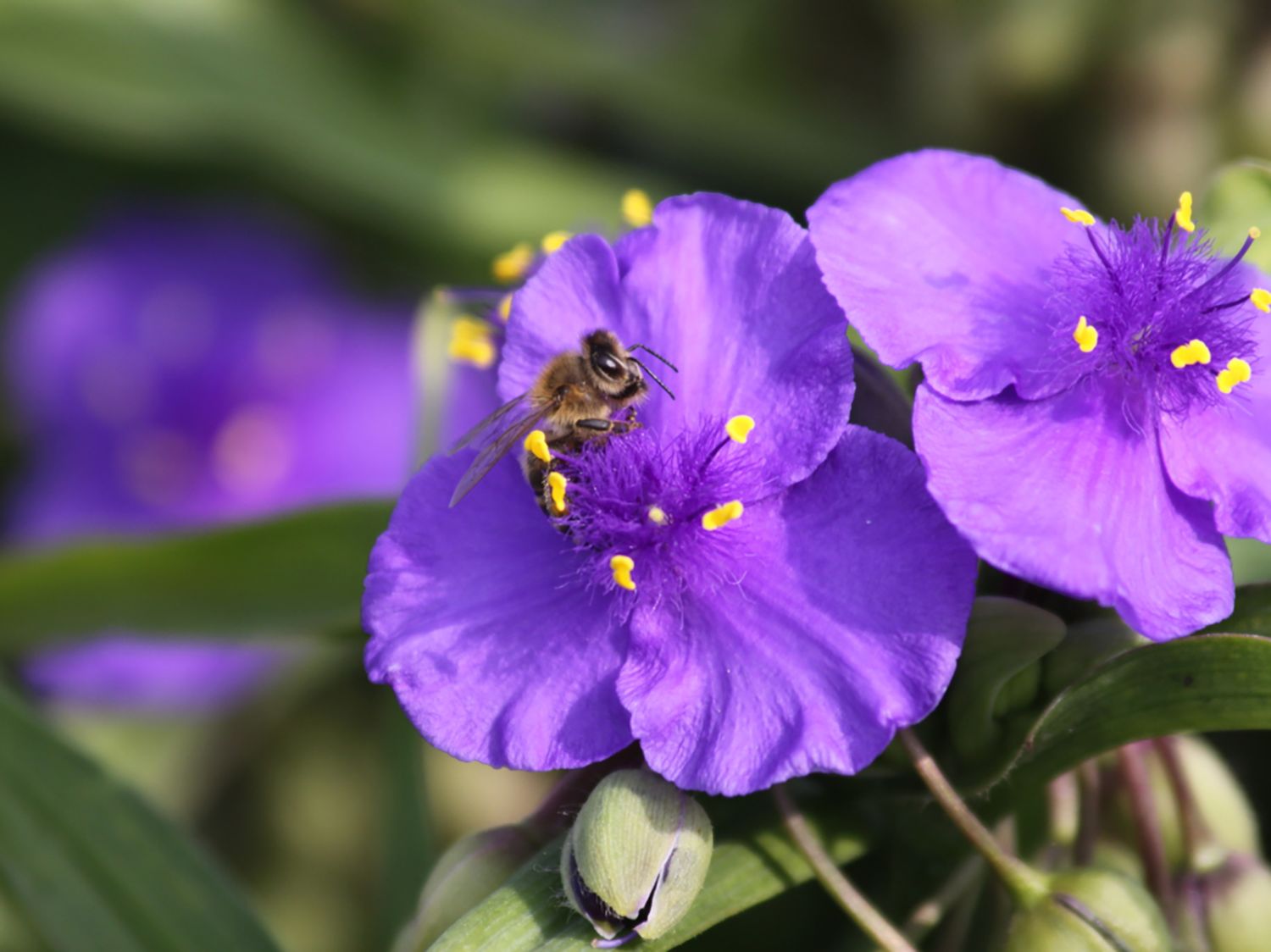 Dreimasterblume 'Leonora' - Tradescantia x andersoniana 'Leonora'