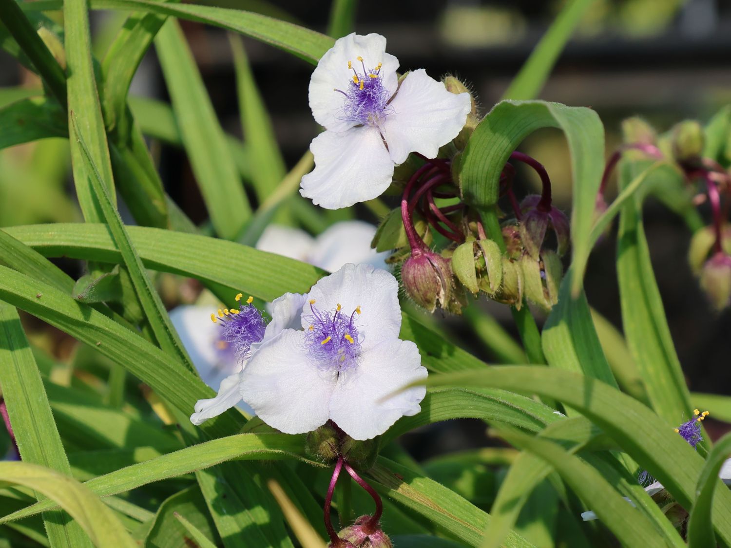 Dreimasterblume 'Osprey' - Tradescantia x andersoniana 'Osprey'