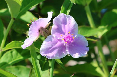 Dreimasterblume 'Pink Chablis' - Tradescantia x andersoniana 'Pink Chablis'