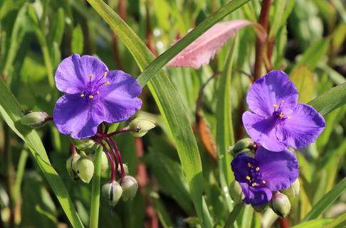 Dreimasterblume 'Purwell Giant' - Tradescantia x andersoniana 'Purwell Giant'