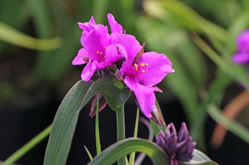 Dreimasterblume 'Red Grape' - Tradescantia ohiensis 'Red Grape'