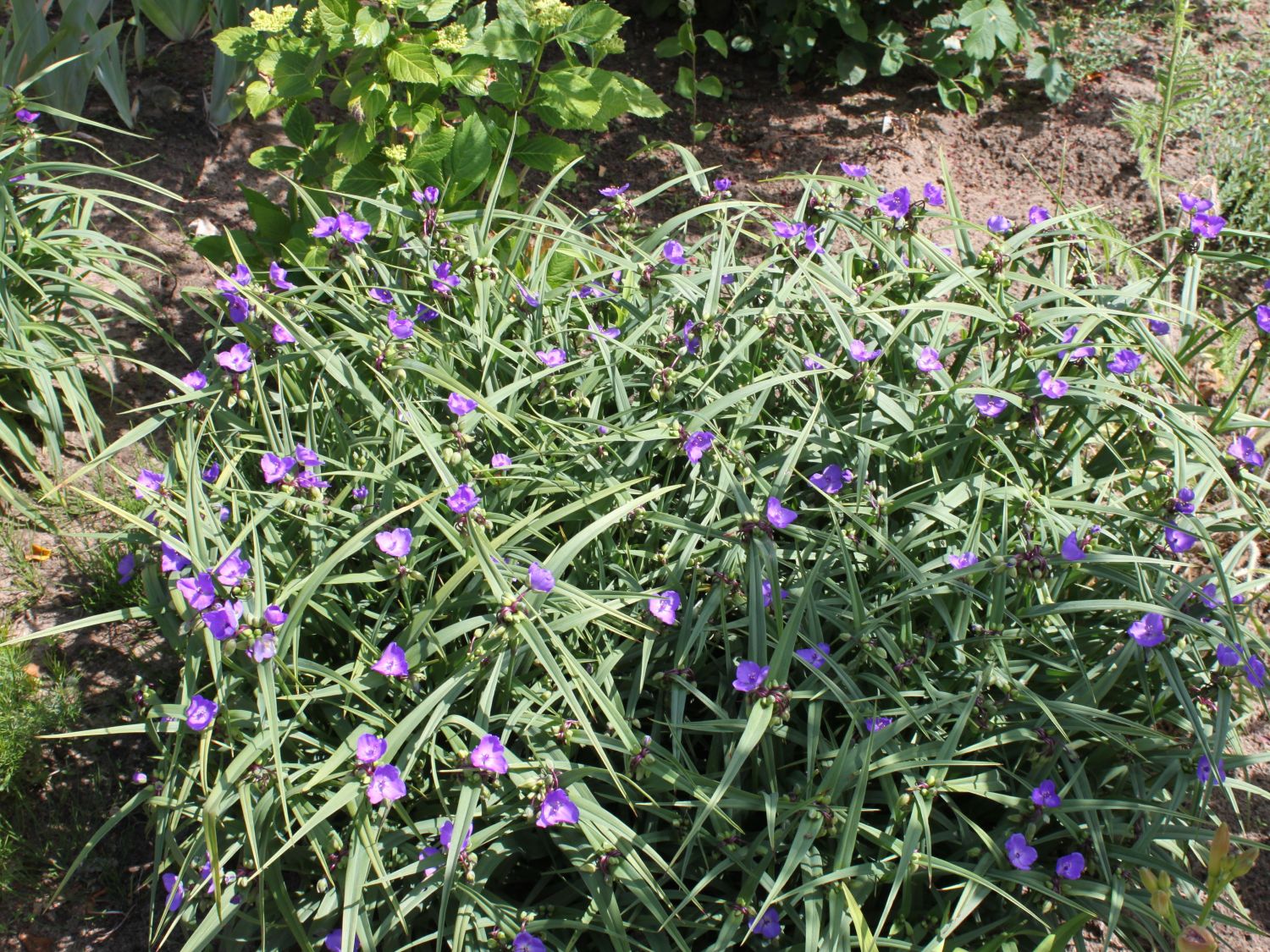 Commelinaartige (Commelinales)