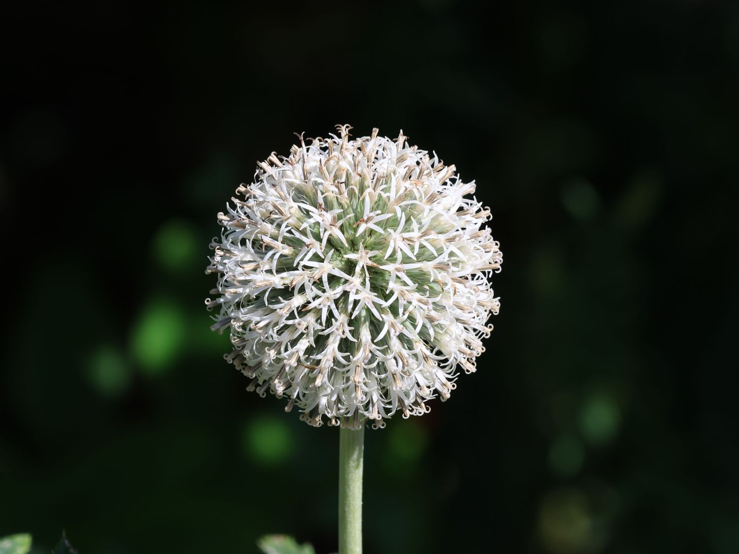 Drüsenblättrige Kugeldistel 'Niveus'
