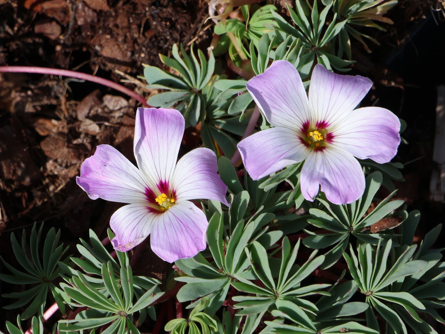 Drüsiger Sauerklee - Oxalis adenophylla
