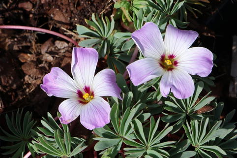 Drüsiger Sauerklee - Oxalis adenophylla