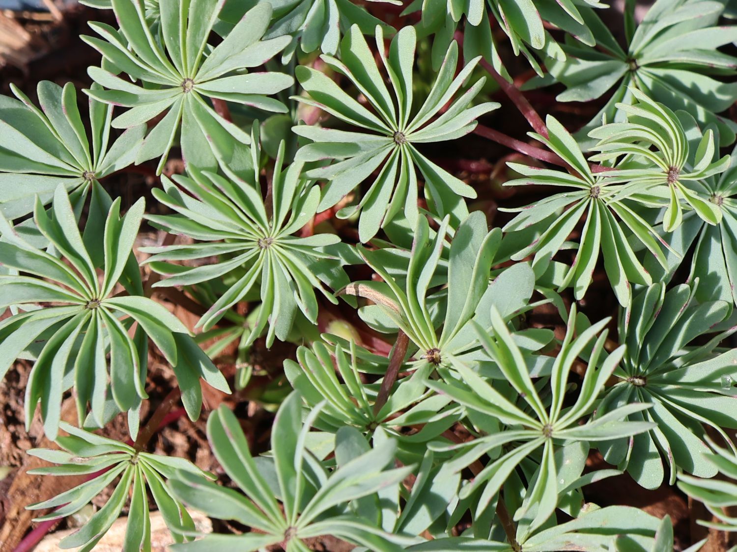 Drüsiger Sauerklee - Oxalis adenophylla