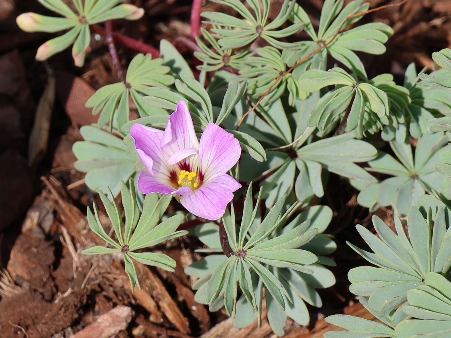Drüsiger Sauerklee - Oxalis adenophylla