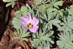 Drüsiger Sauerklee - Oxalis adenophylla
