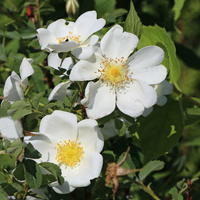 Dünenrose / Bibernellrose - Rosa pimpinellifolia