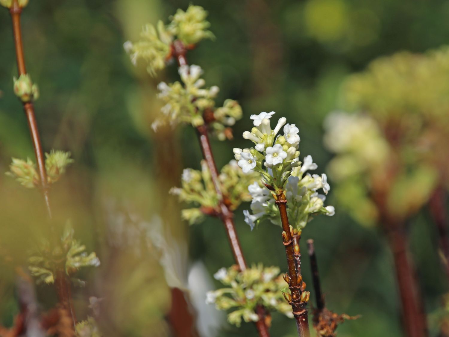 Winterblühender Schneeball / Duft-Schneeball 'Candidissimum'