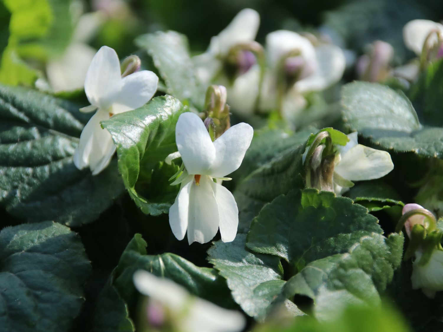 Duft Veilchen 'Miracle Bride White'