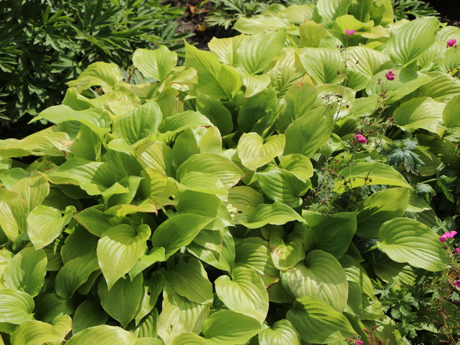 Duftende Lilien-Funkie 'Aphrodite'