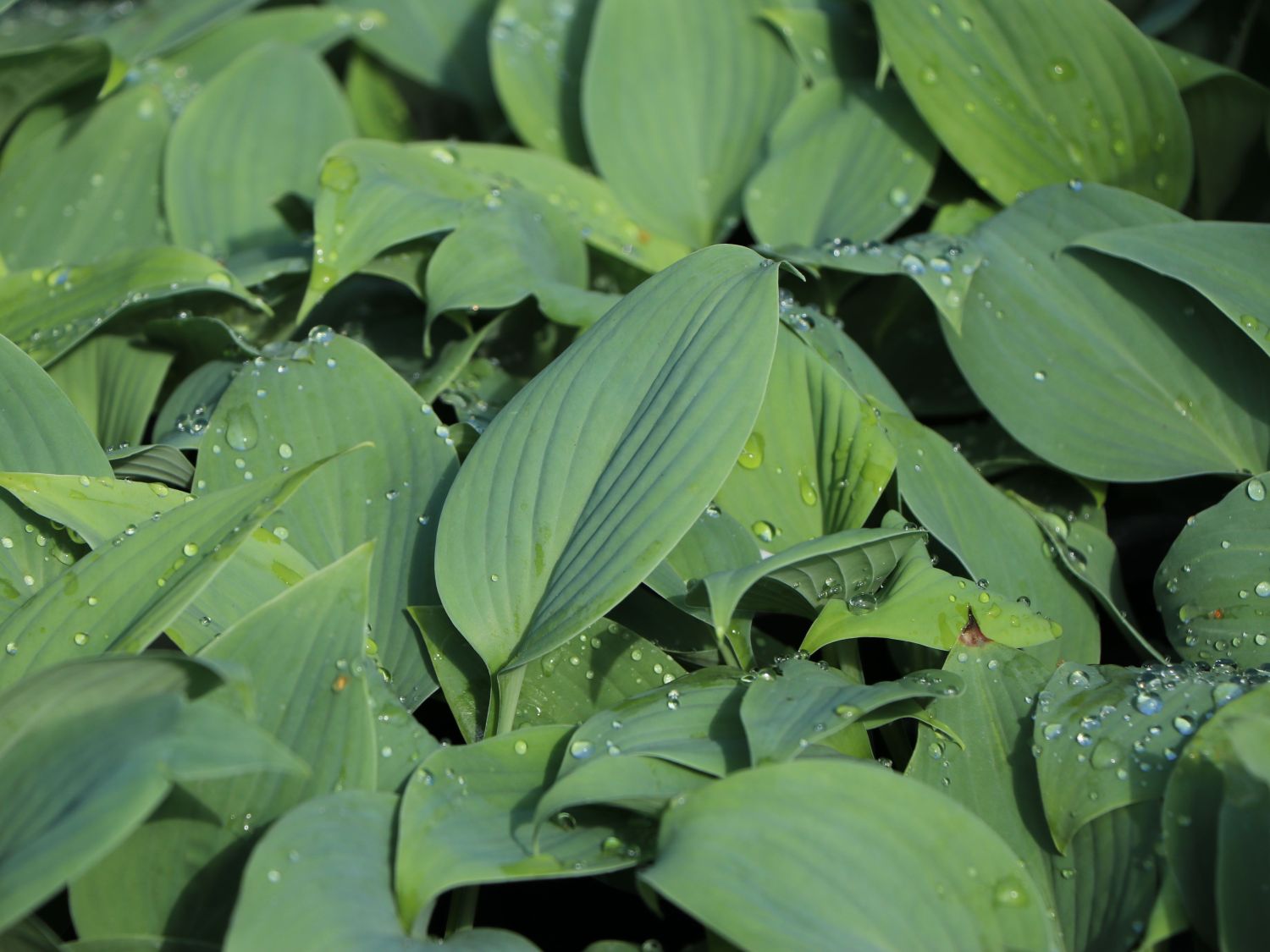 Duftende Lilien-Funkie 'Fragrant Blue'