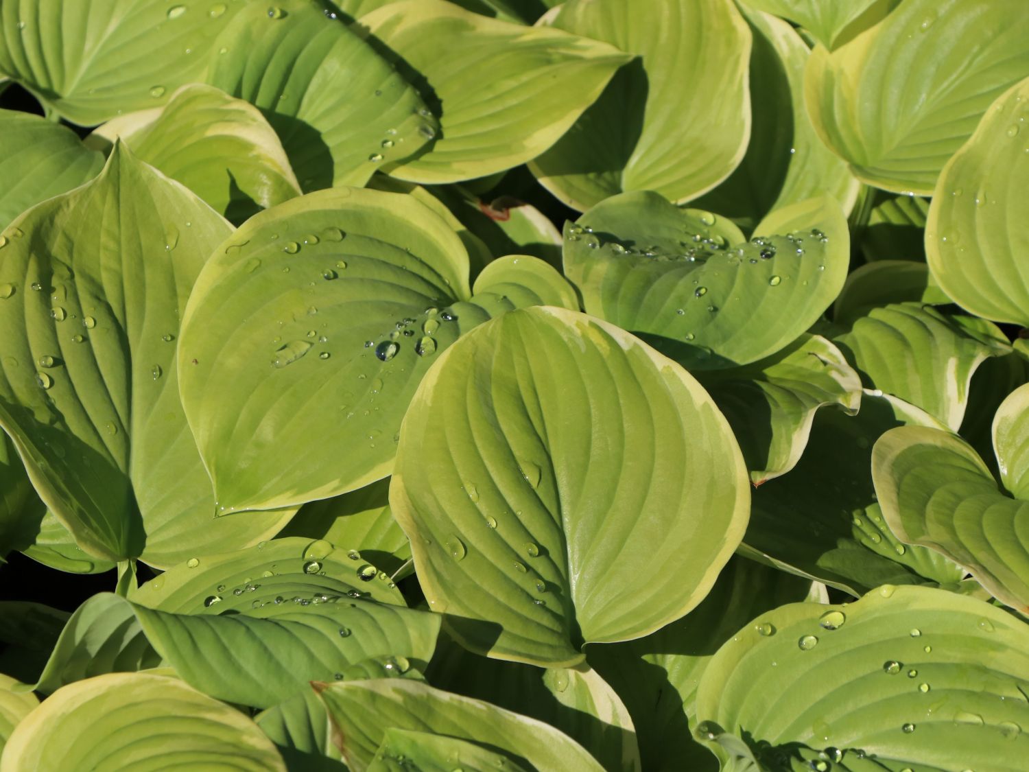 Duftende Lilien-Funkie 'Fragrant Bouquet'