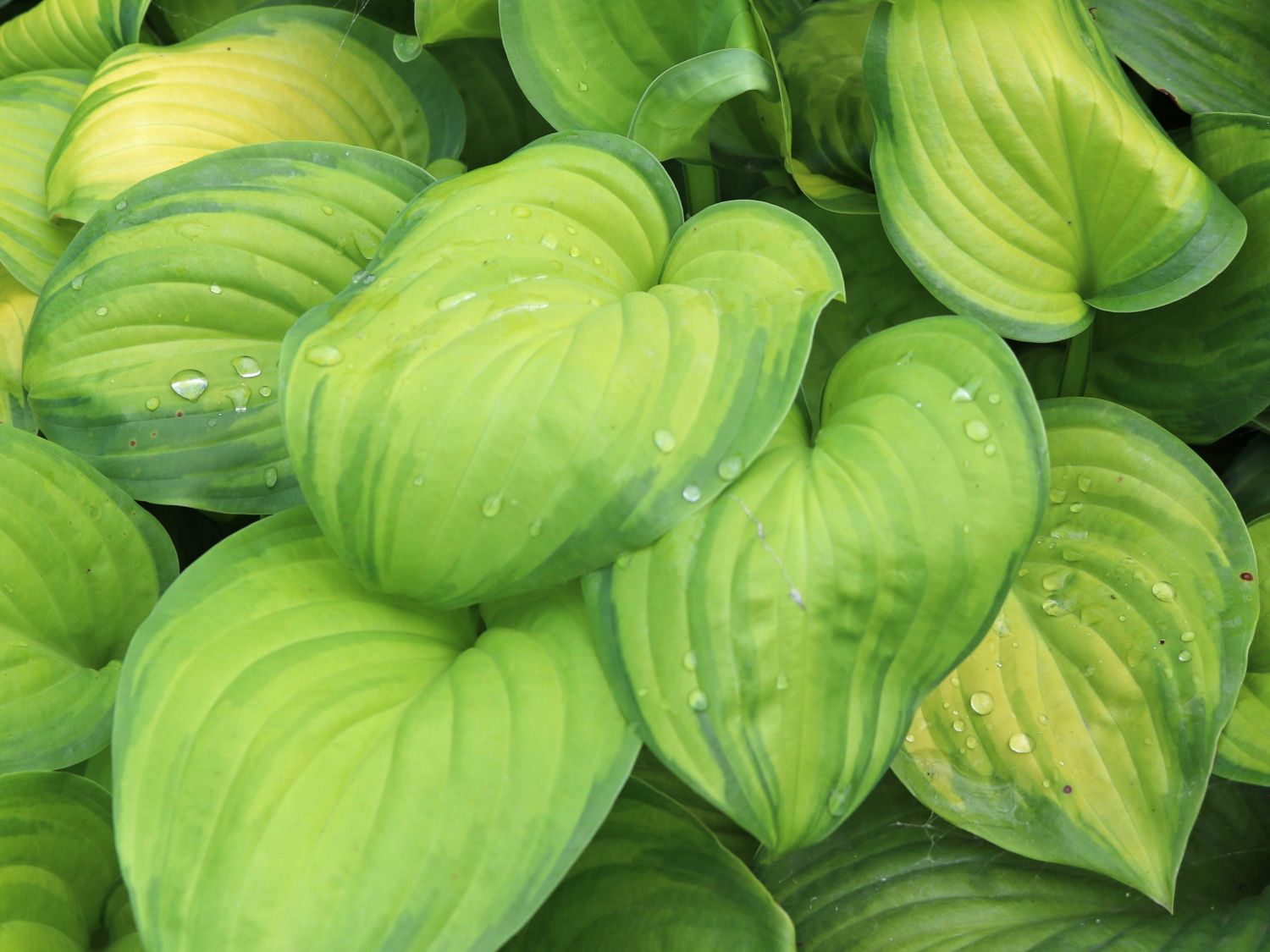 Duftende Lilien-Funkie 'Guacamole'