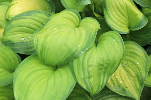 Duftende Lilien-Funkie 'Guacamole' - Hosta plantaginea 'Guacamole'