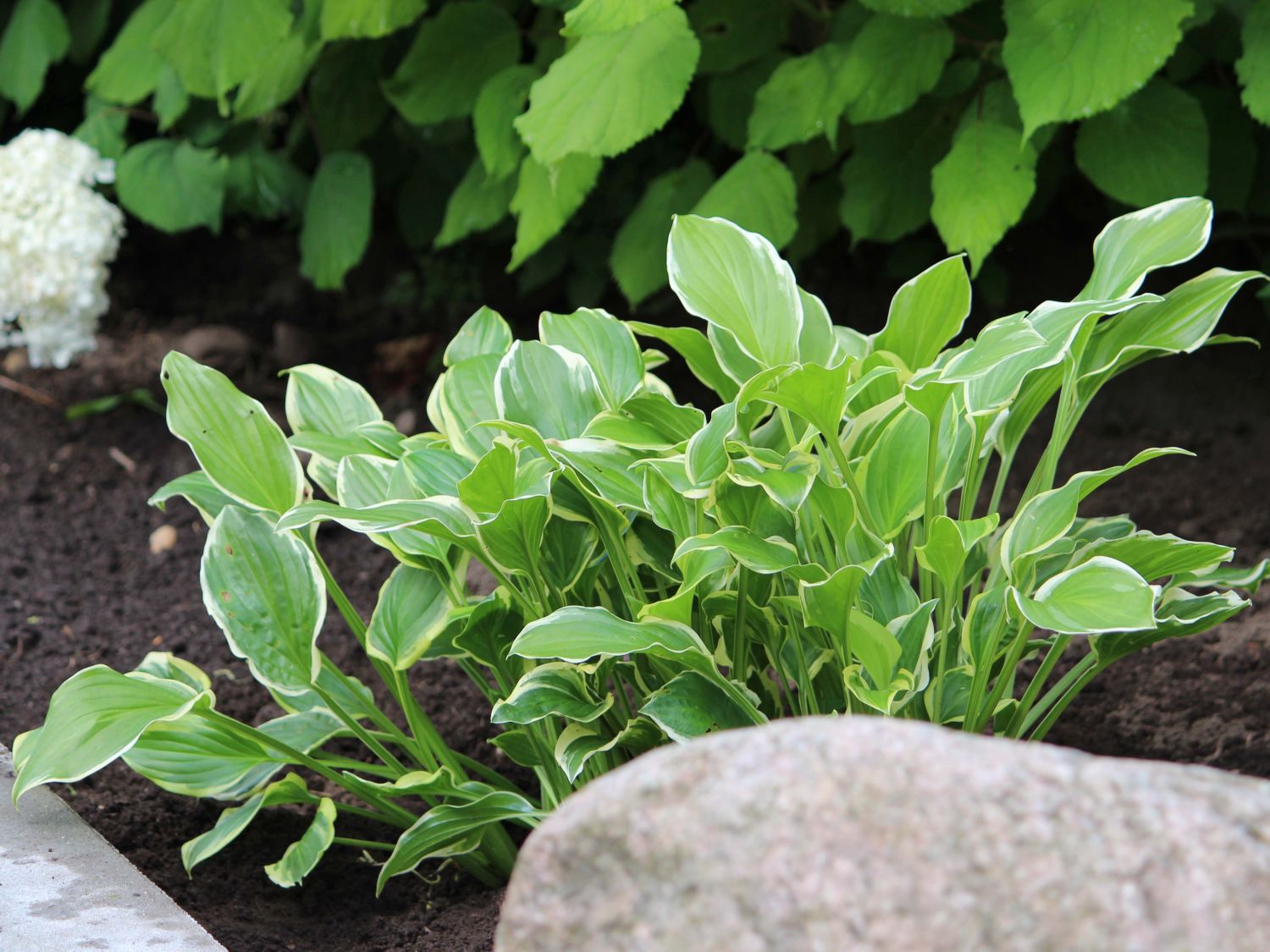 Duftende Lilien-Funkie 'So Sweet'