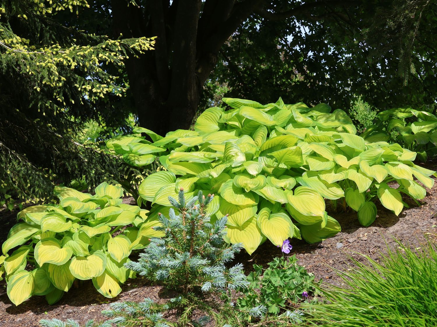 Duftende Lilien-Funkie 'Stained Glass'