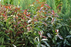 Duftender Schneeball 'Coppertop'