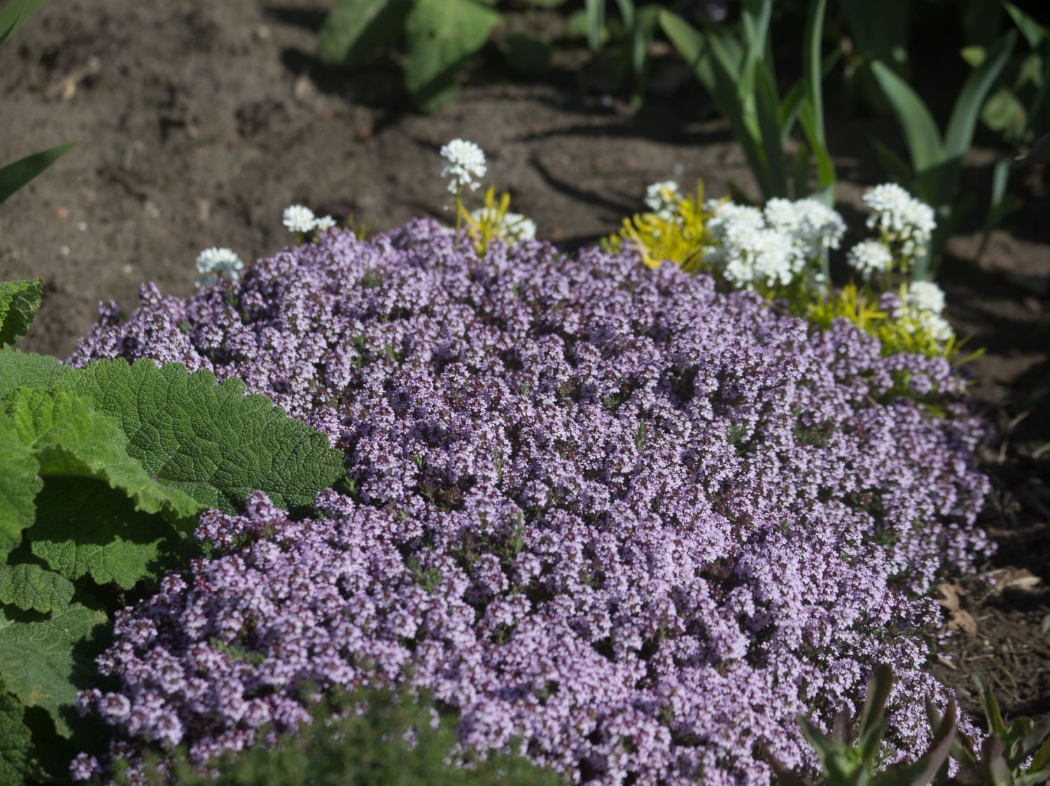 Duftender Thymian 'Duftkissen' ®
