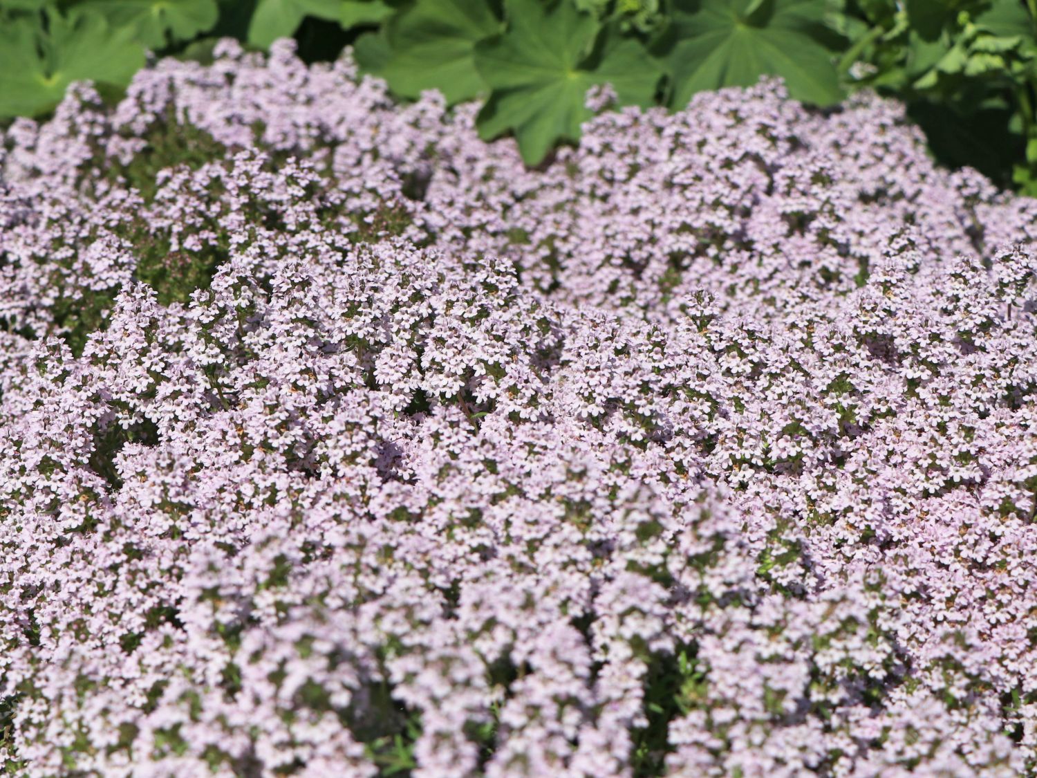Duftender Thymian 'Duftkissen' ® - Thymus x cherlerioides 'Duftkissen' ®