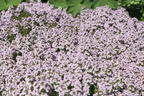 Duftender Thymian 'Duftkissen' ® - Thymus x cherlerioides 'Duftkissen' ®