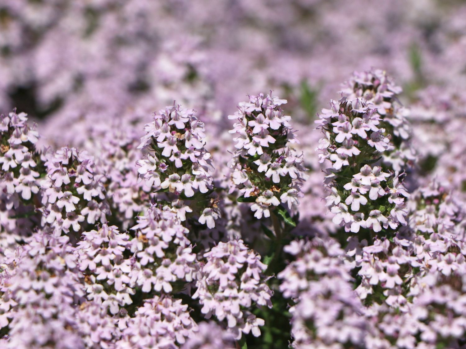 Duftender Thymian 'Duftkissen' ® - Thymus x cherlerioides 'Duftkissen' ®