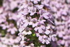 Duftender Thymian 'Duftkissen' ® - Thymus x cherlerioides 'Duftkissen' ®