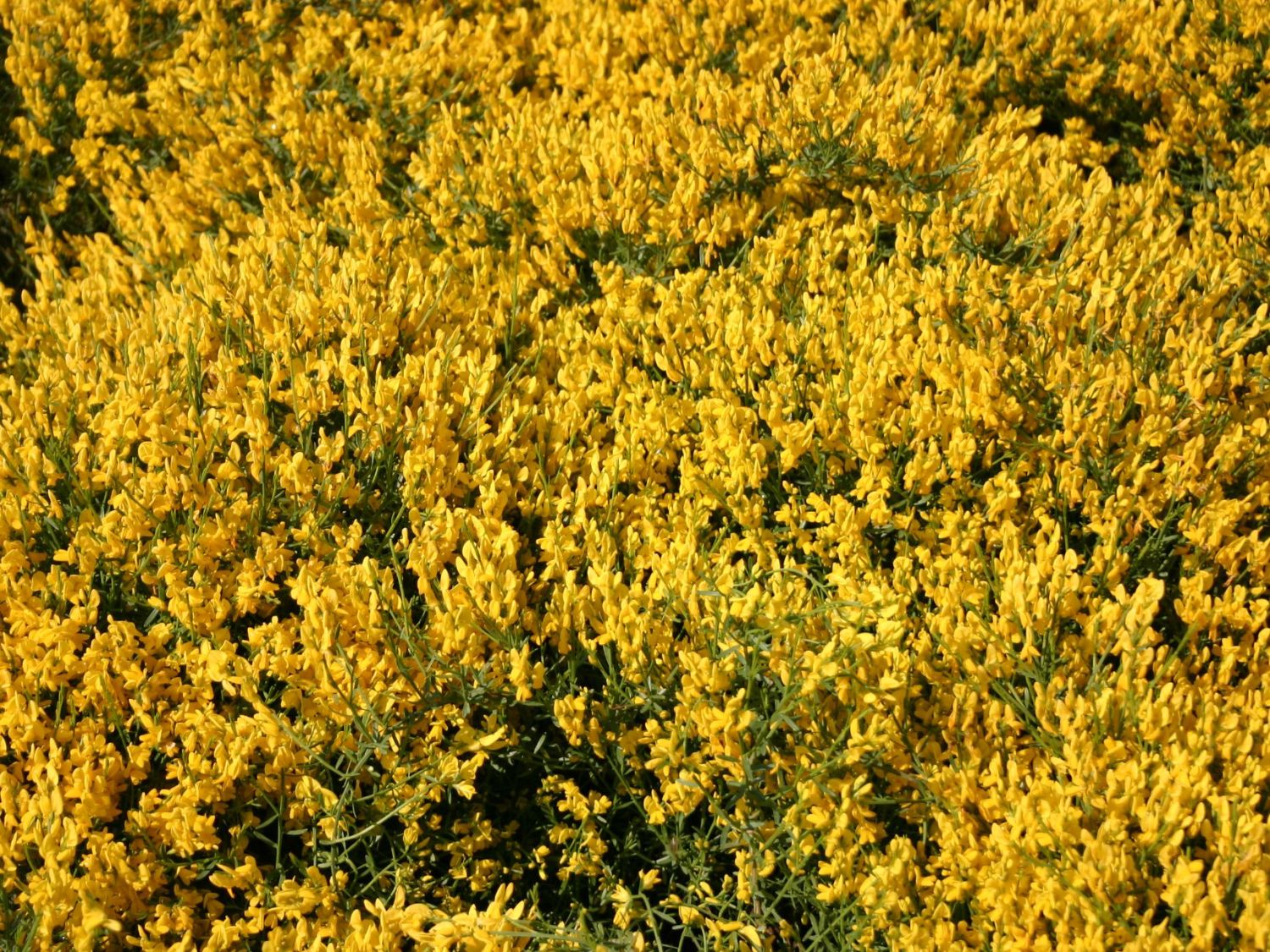 Duftender Zwergginster / Kriechginster