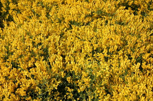 Duftender Zwergginster / Kriechginster - Cytisus beanii