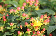 Duftloses Johanniskraut 'Magical Red Star'