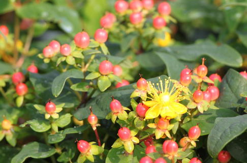 Duftloses Johanniskraut 'Magical Red Star' - Hypericum x inodorum 'Magical Red Star'