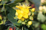 Duftloses Johanniskraut 'Magical Sunshine'