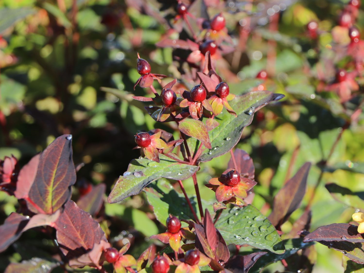 Duftloses Johanniskraut 'Miracle Night' - Hypericum x inodorum 'Miracle Night'