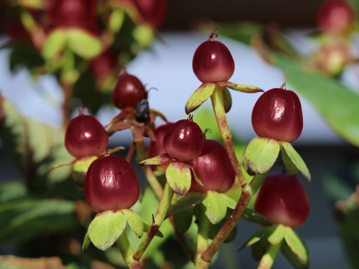 Duftloses Johanniskraut 'Miracle Night' - Hypericum x inodorum 'Miracle Night'