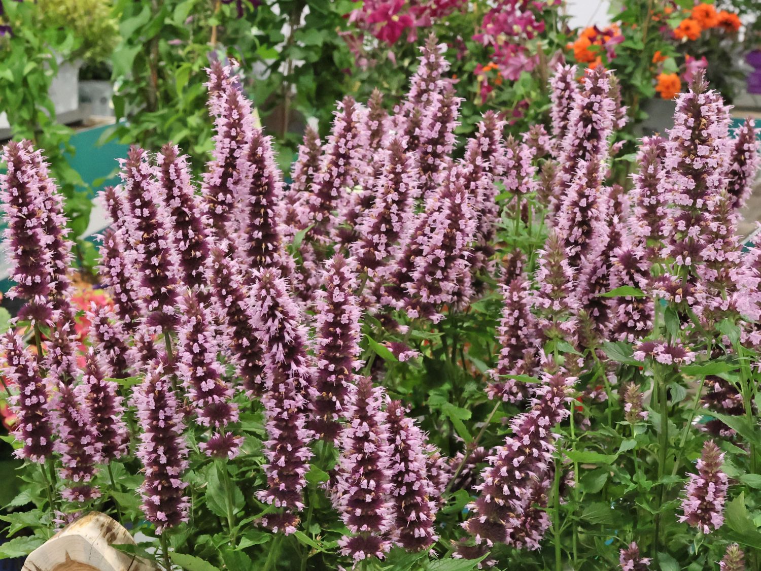 Duftnessel 'Beelicious Pink'