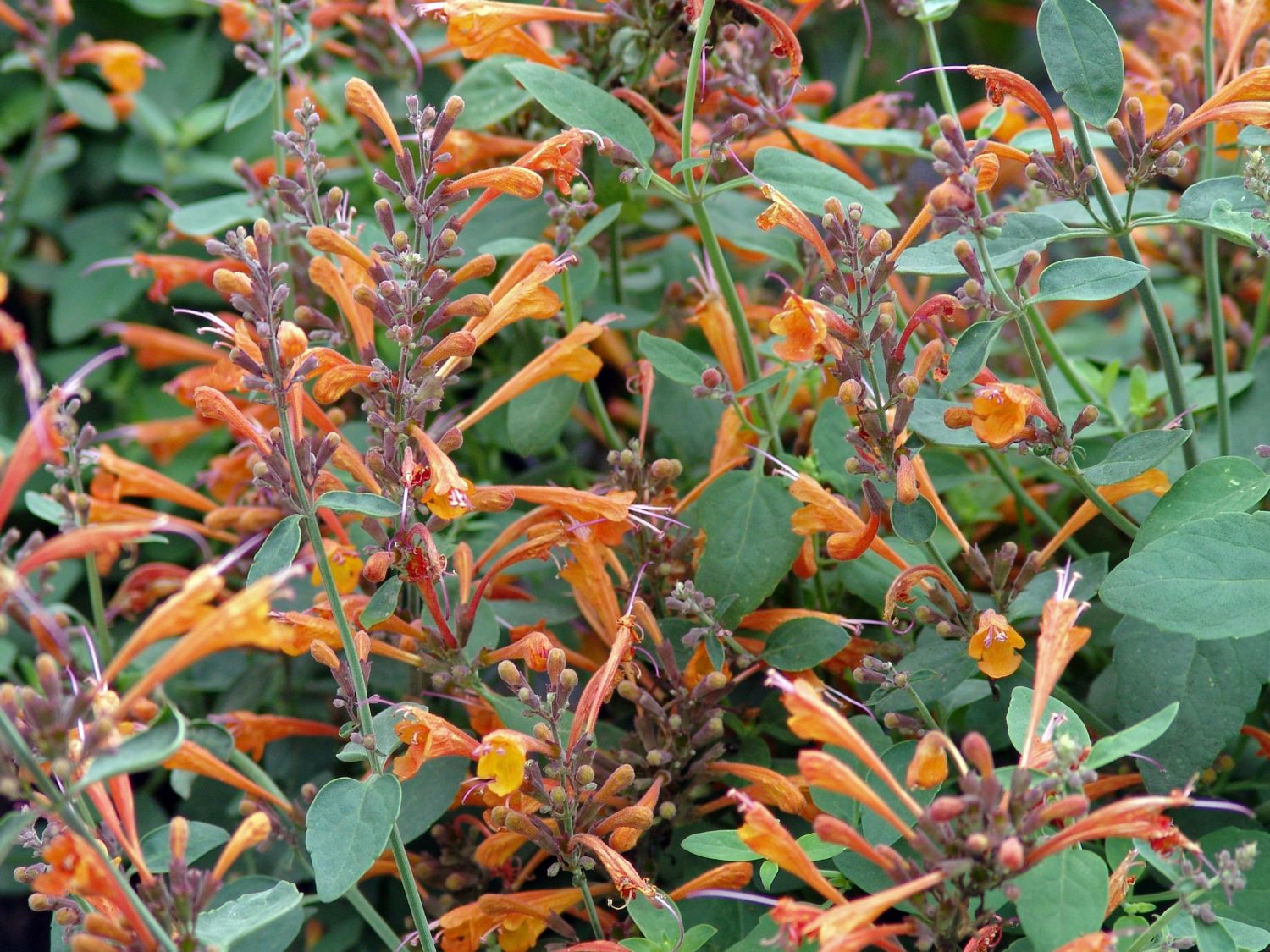 Duftnessel 'Apricot Sprite'