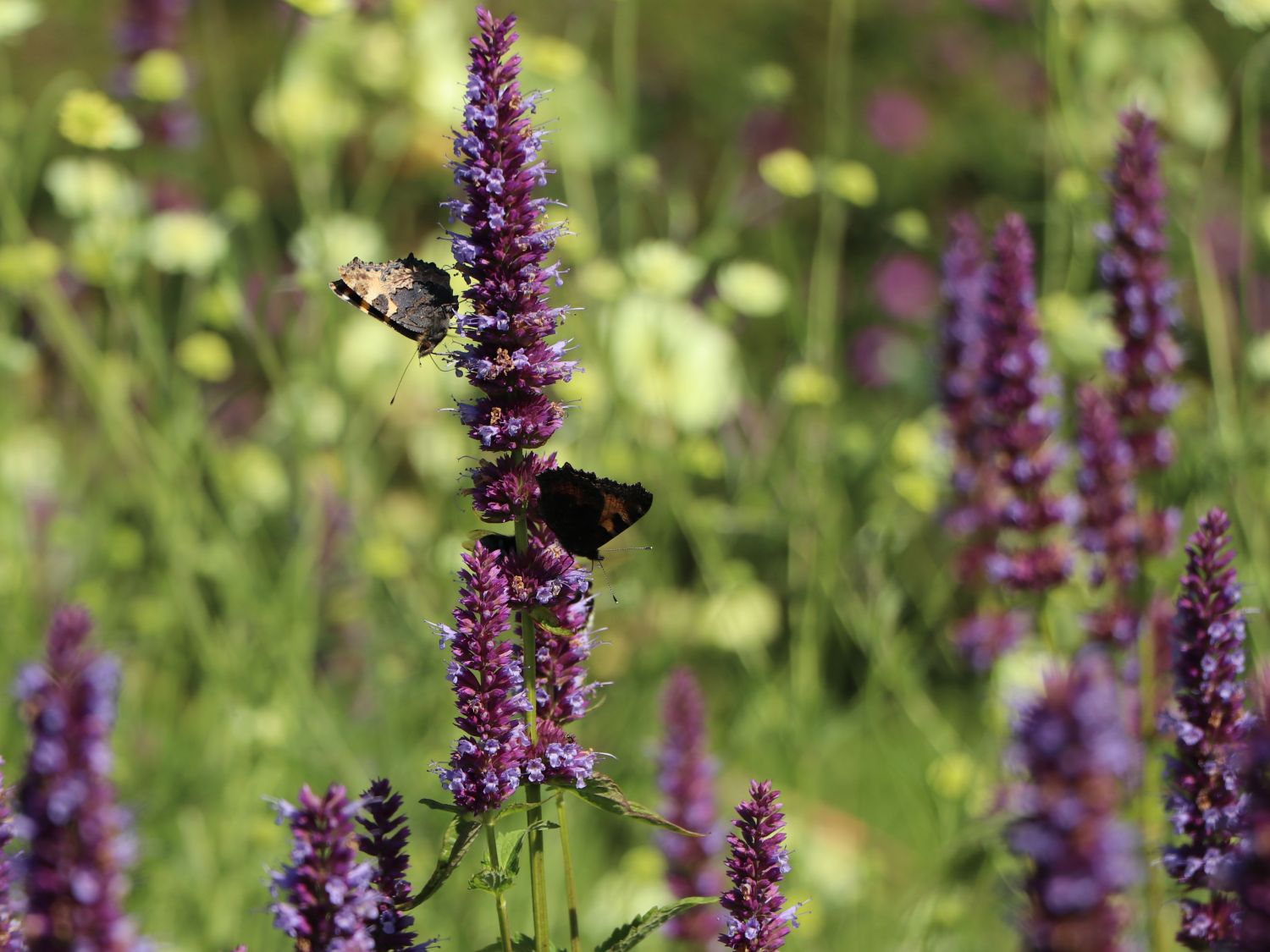 Duftnessel 'Blue Boa' - Agastache rugosa 'Blue Boa'