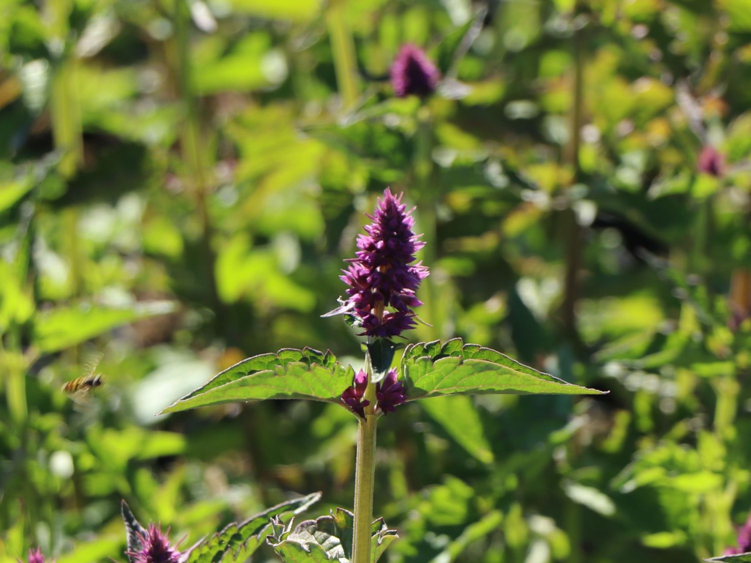 Duftnessel 'Blue Boa' - Agastache rugosa 'Blue Boa'