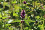 Duftnessel 'Blue Boa' - Agastache rugosa 'Blue Boa'
